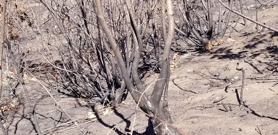 burnt trees fire