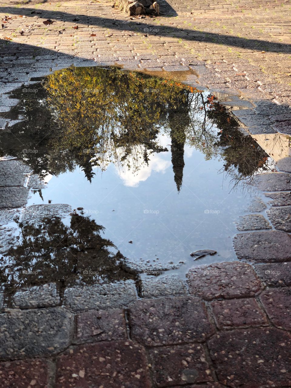 Green trees and blue sky reflects in a puddle 