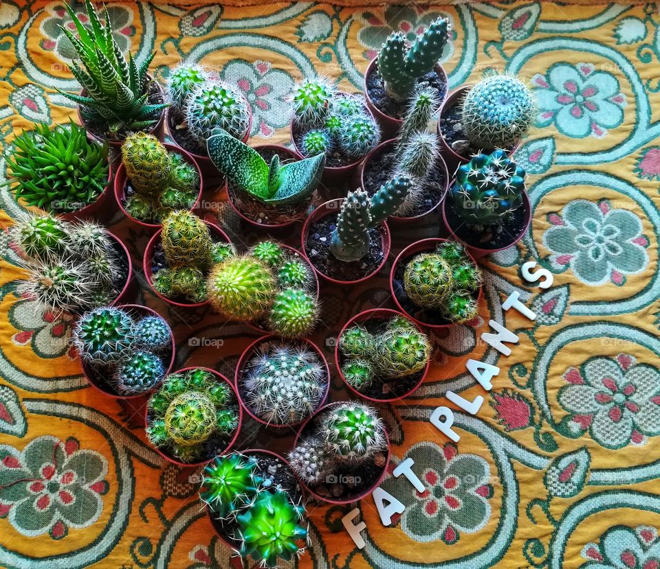 pots of succulents form a heart