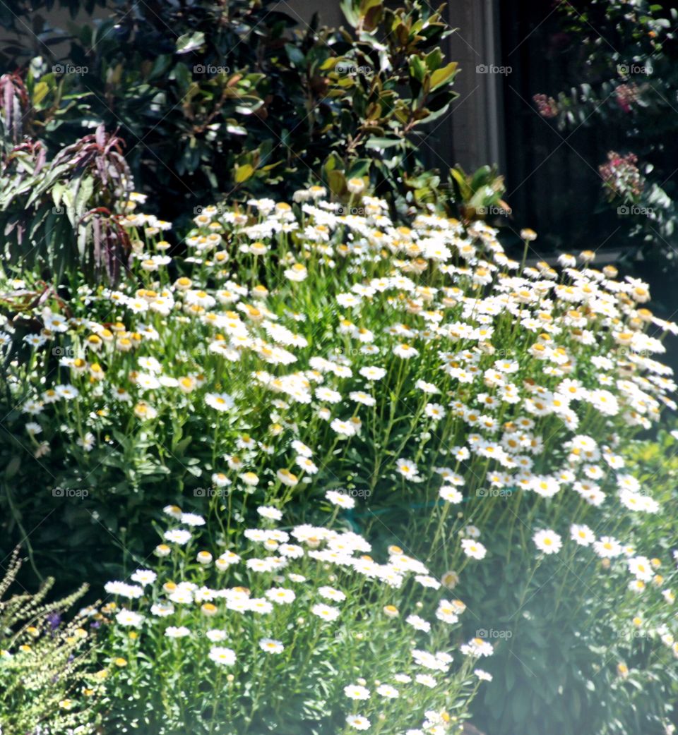 Field of Daisies