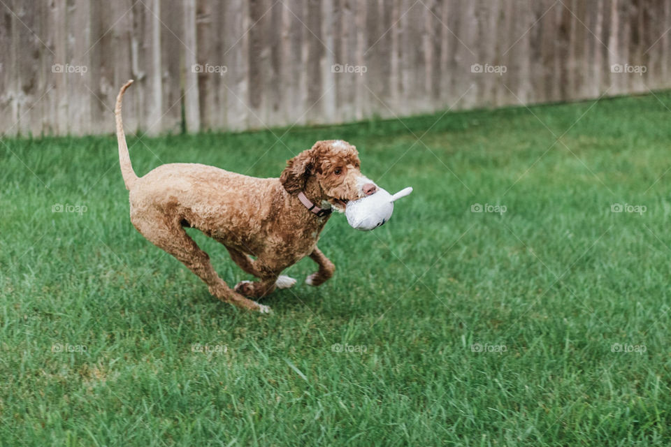 Playing fetch