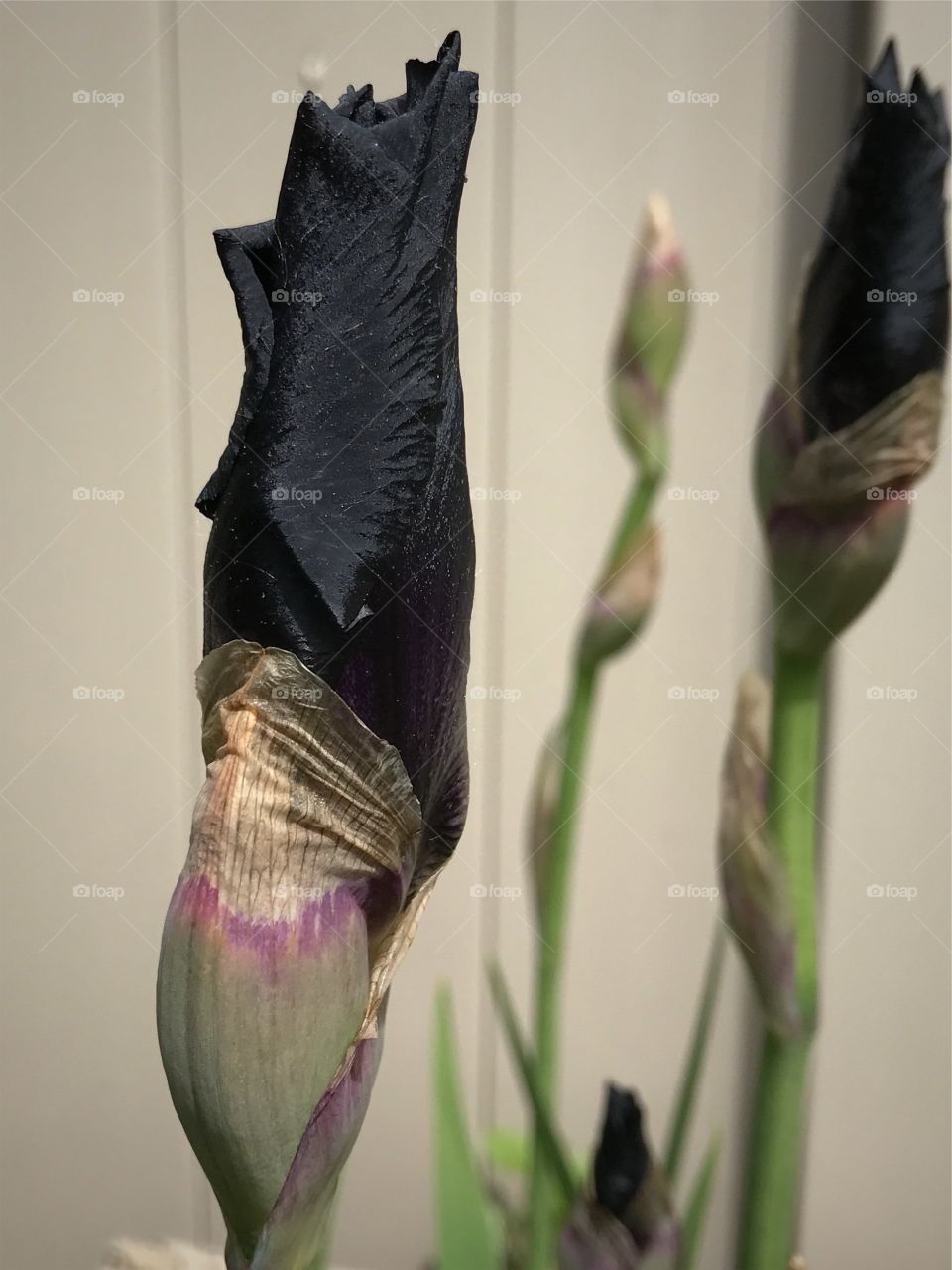 Black iris buds