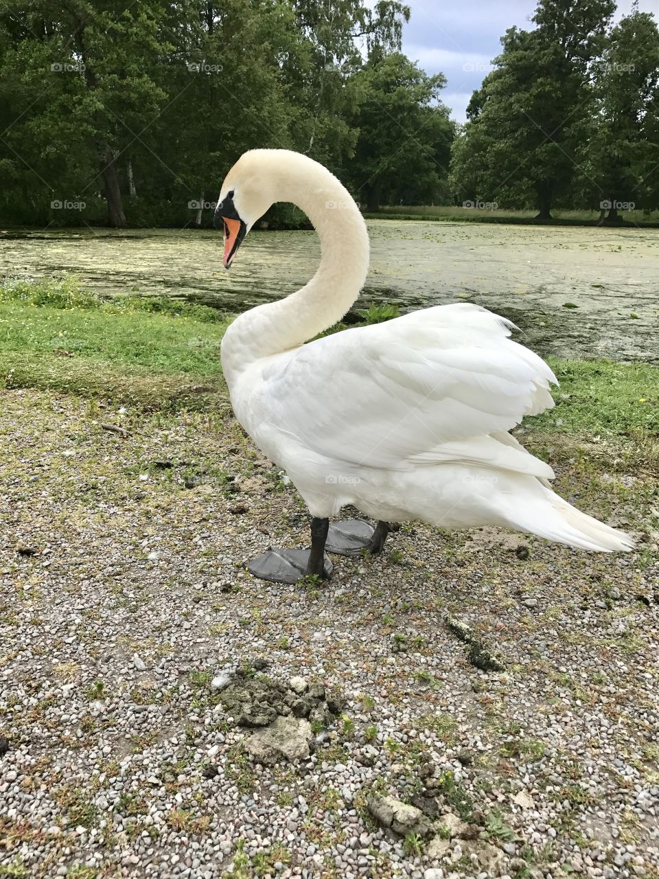 The beautiful swan