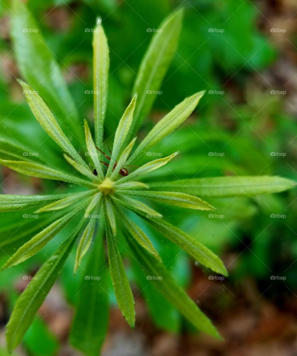 new green growth.  leaves.