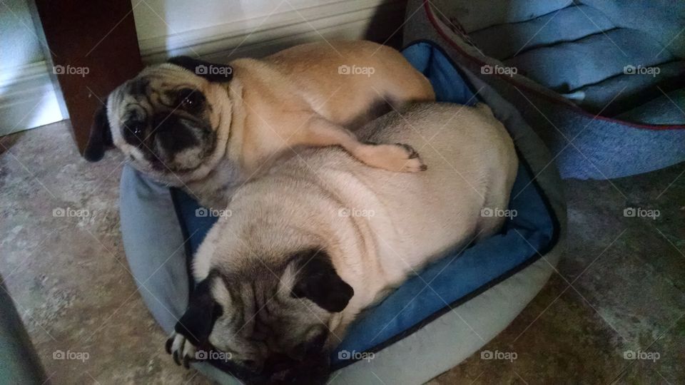 Pug Romance. Two pugs cuddling.