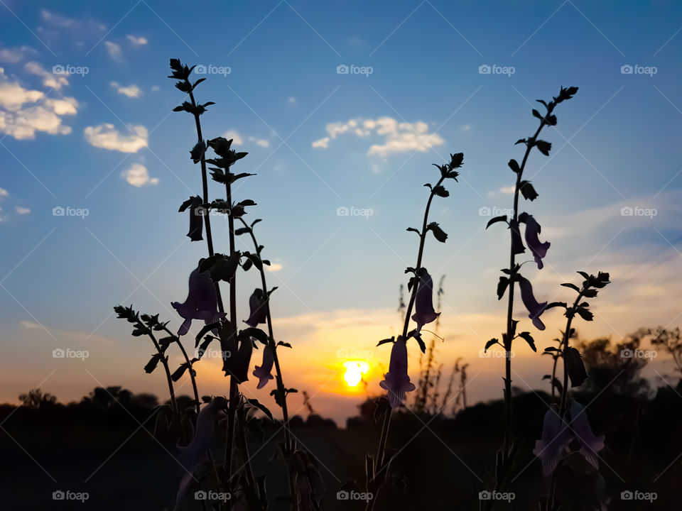 sunrise through some plants