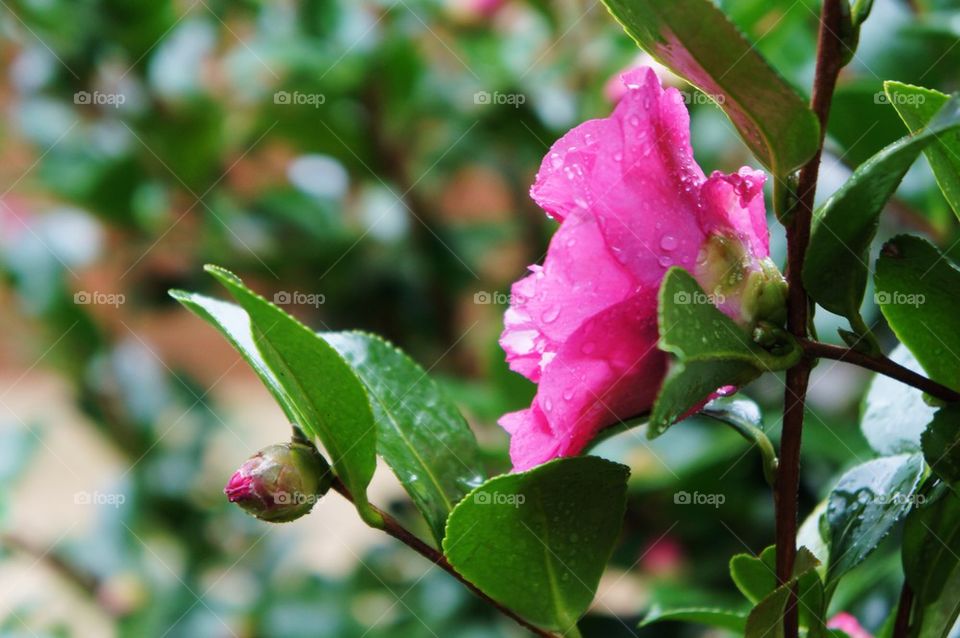 Raindrops on the camellia flowers