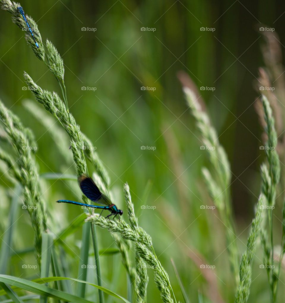 Dragonfly against blurry background