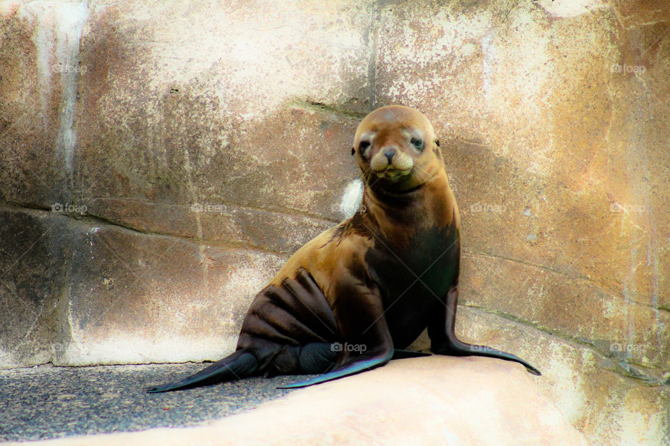 Lonely young seal