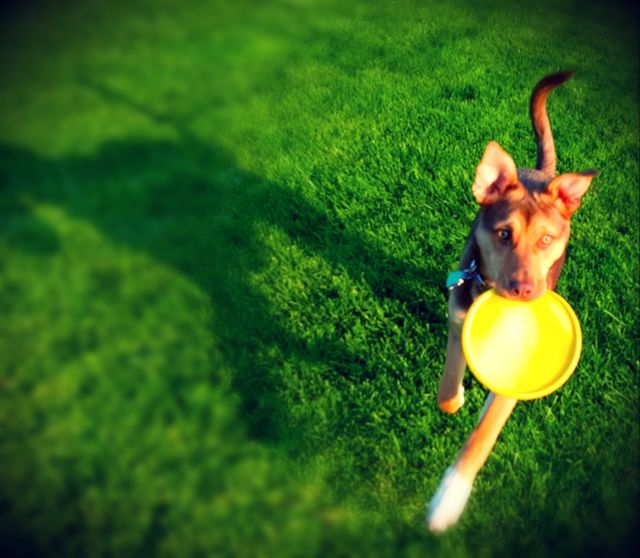 grass