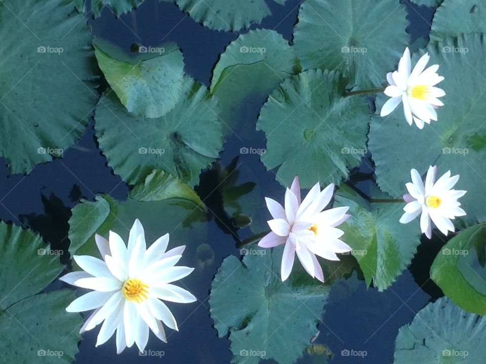 Blooming waterlilies in a pond on Bali. Beautiful white and pink peddels with yellow hearths. 