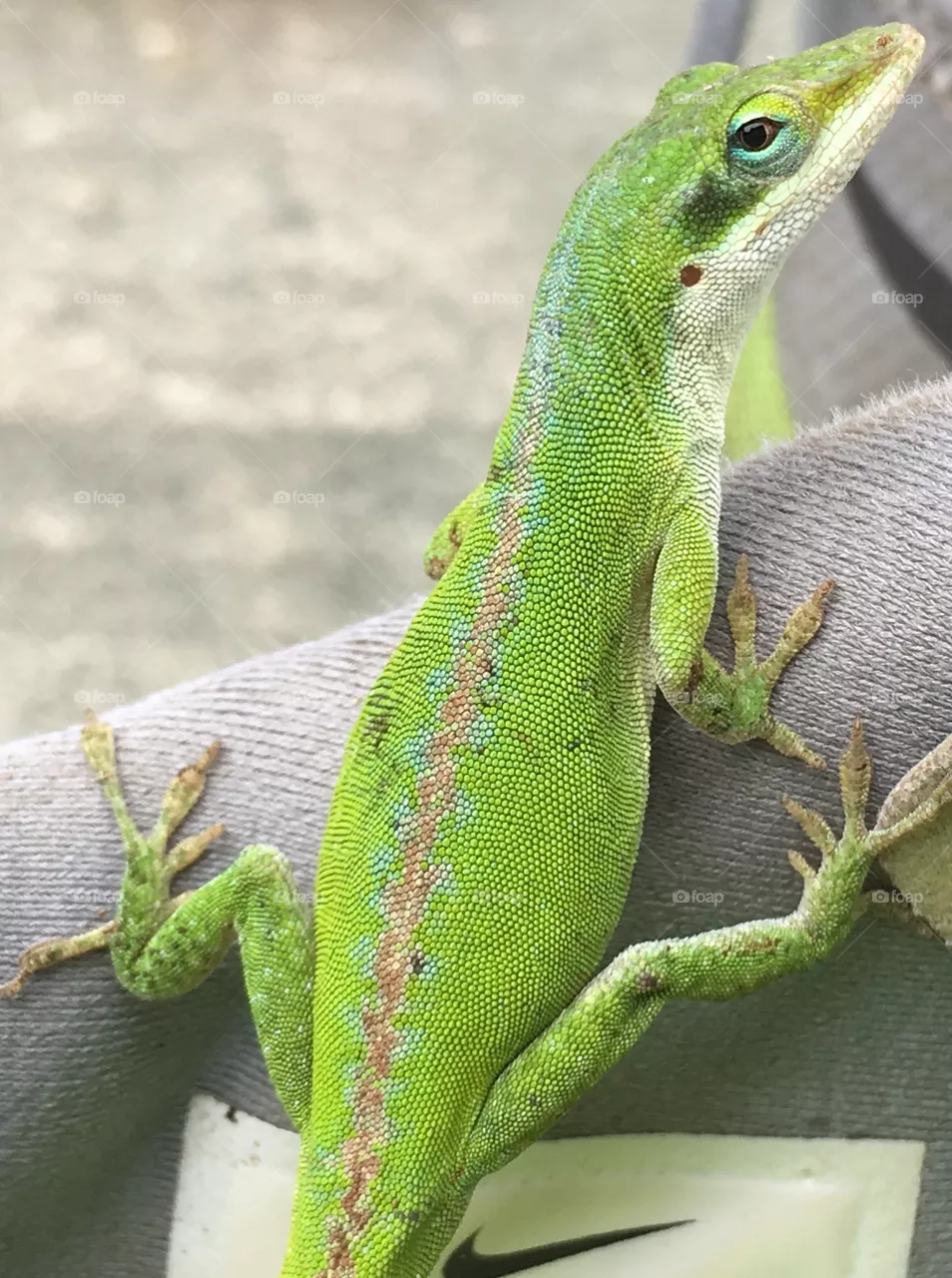 Green Louisiana Lizard 