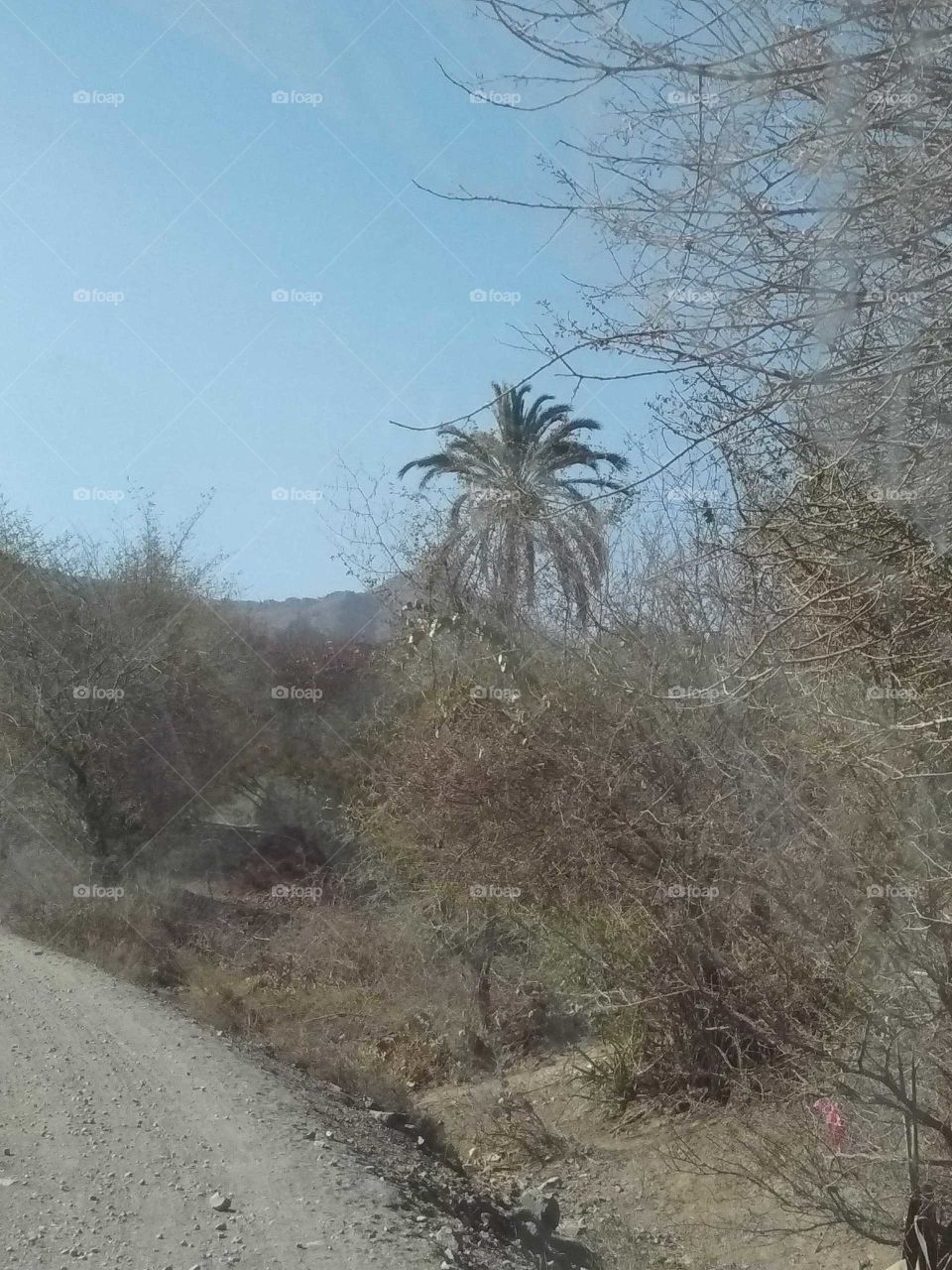 Isolated palm tree, i think itvis imlented accindently by birds which feed on dates on summer season.