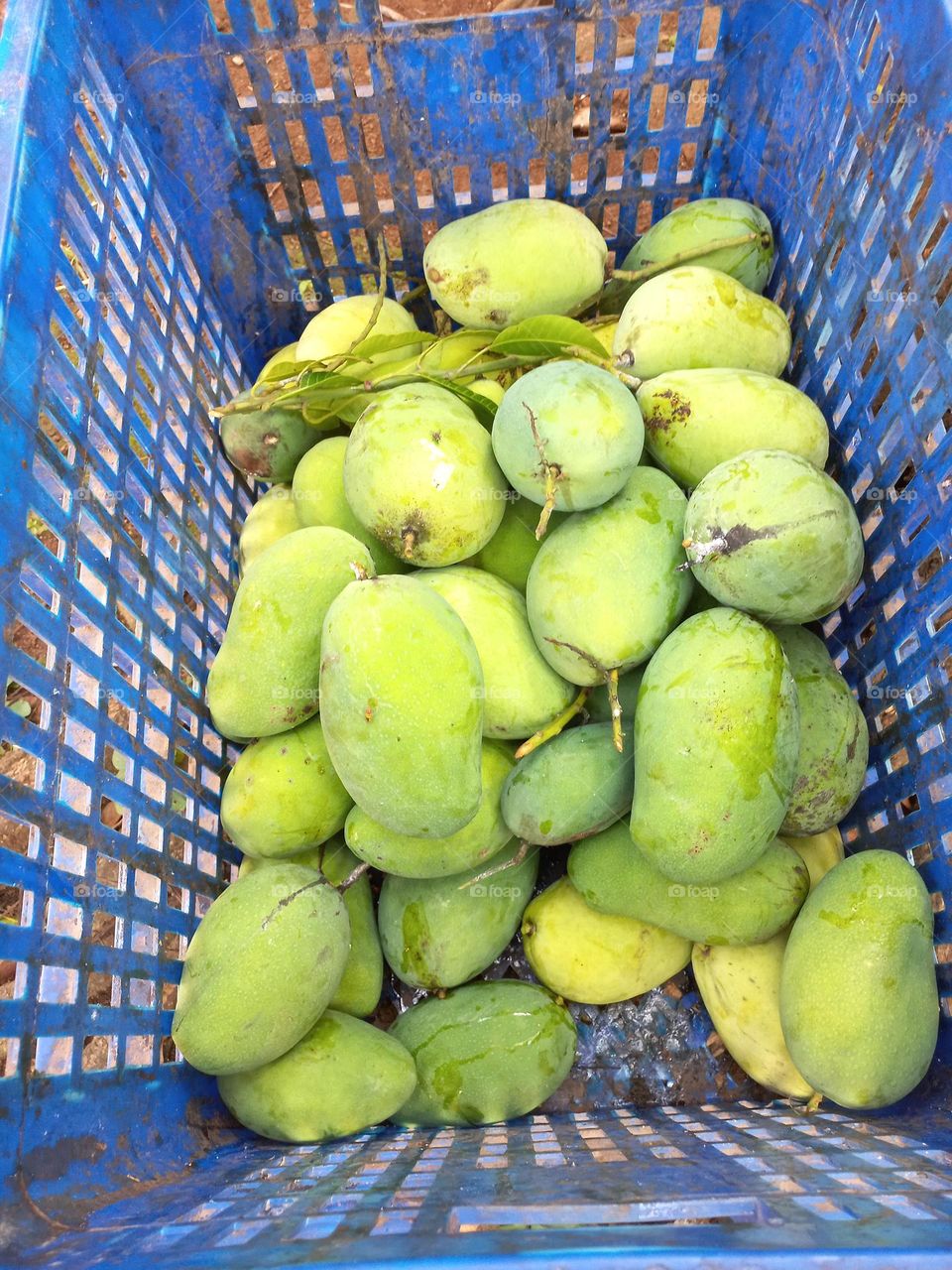 Mango or mempelam is the name of a type of fruit, as well as the name of the tree.