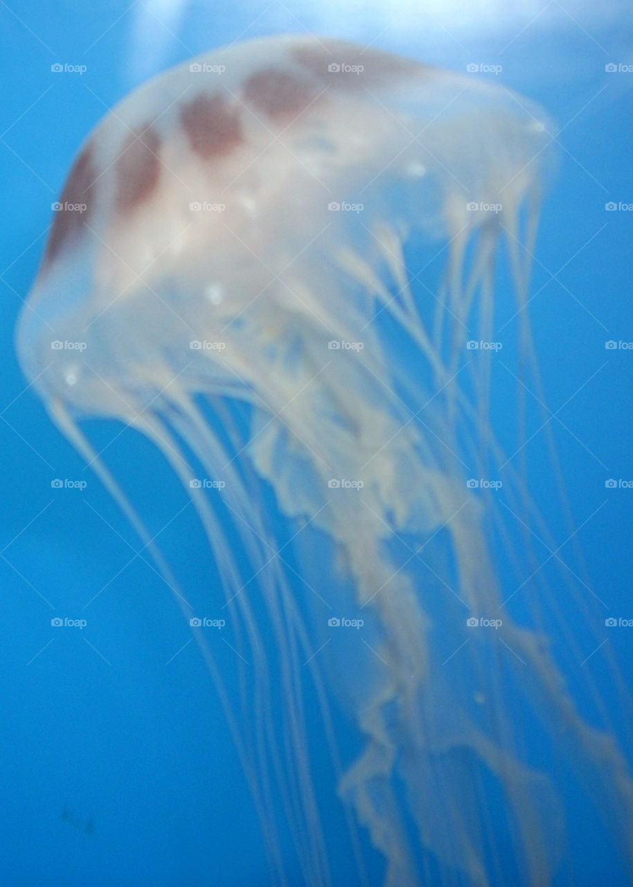 jellyfish