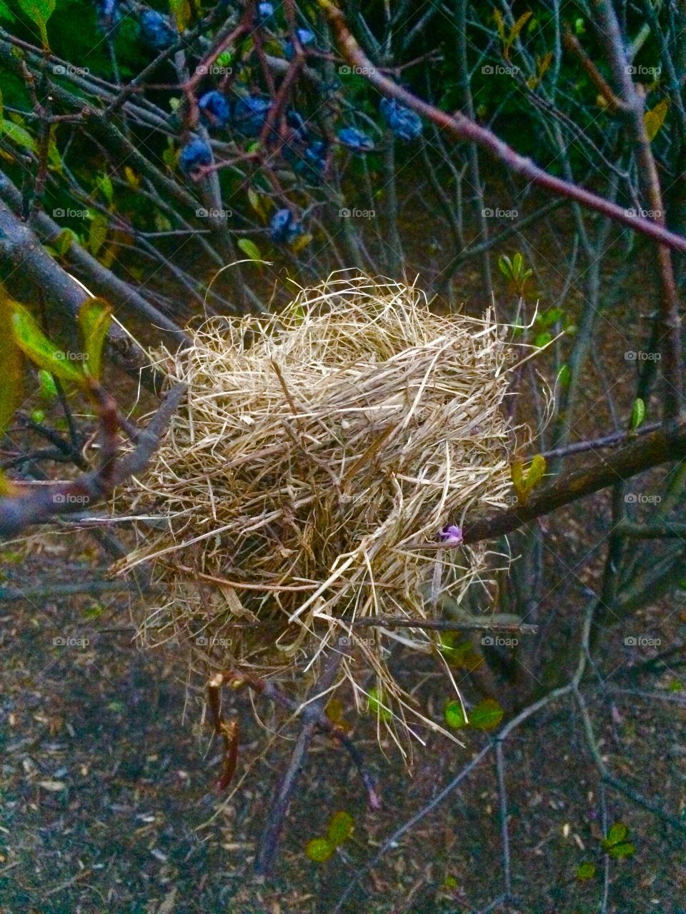 Birds nest