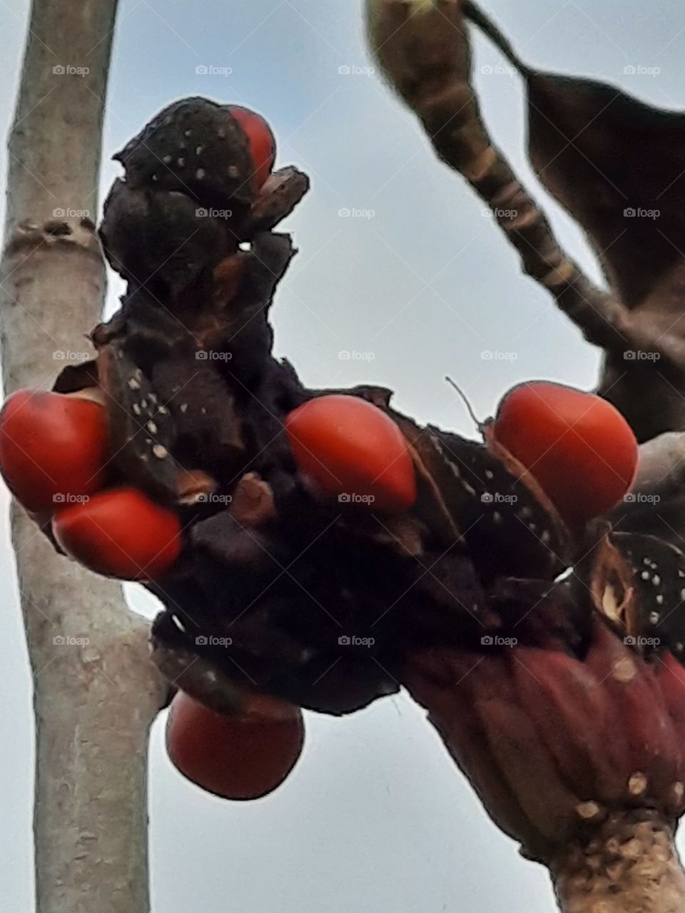 autumn garden fruits - red seeds of magnolia