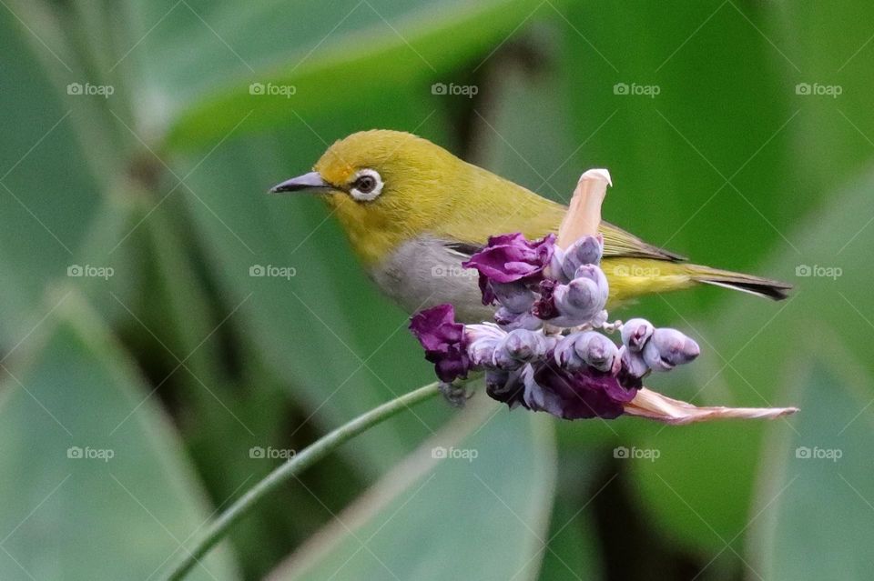 Beautiful and cute bird