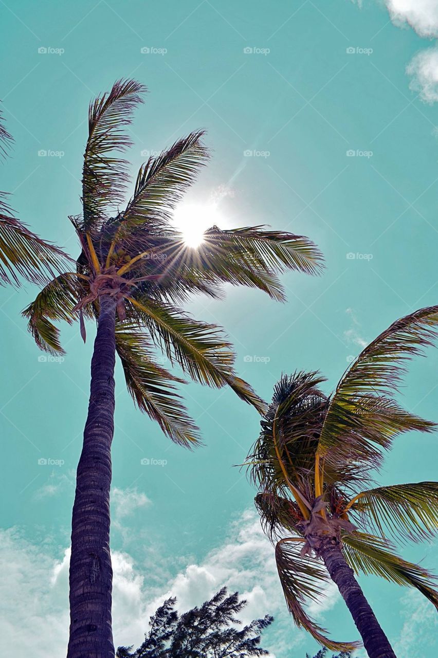Palms in summer