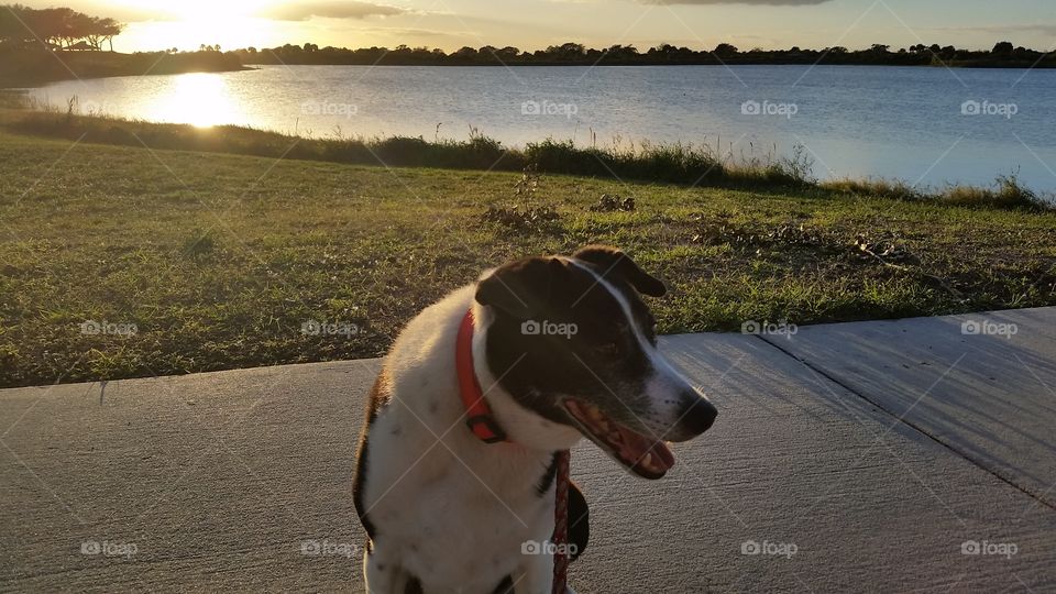 Dog, Beach, Water, No Person, Portrait