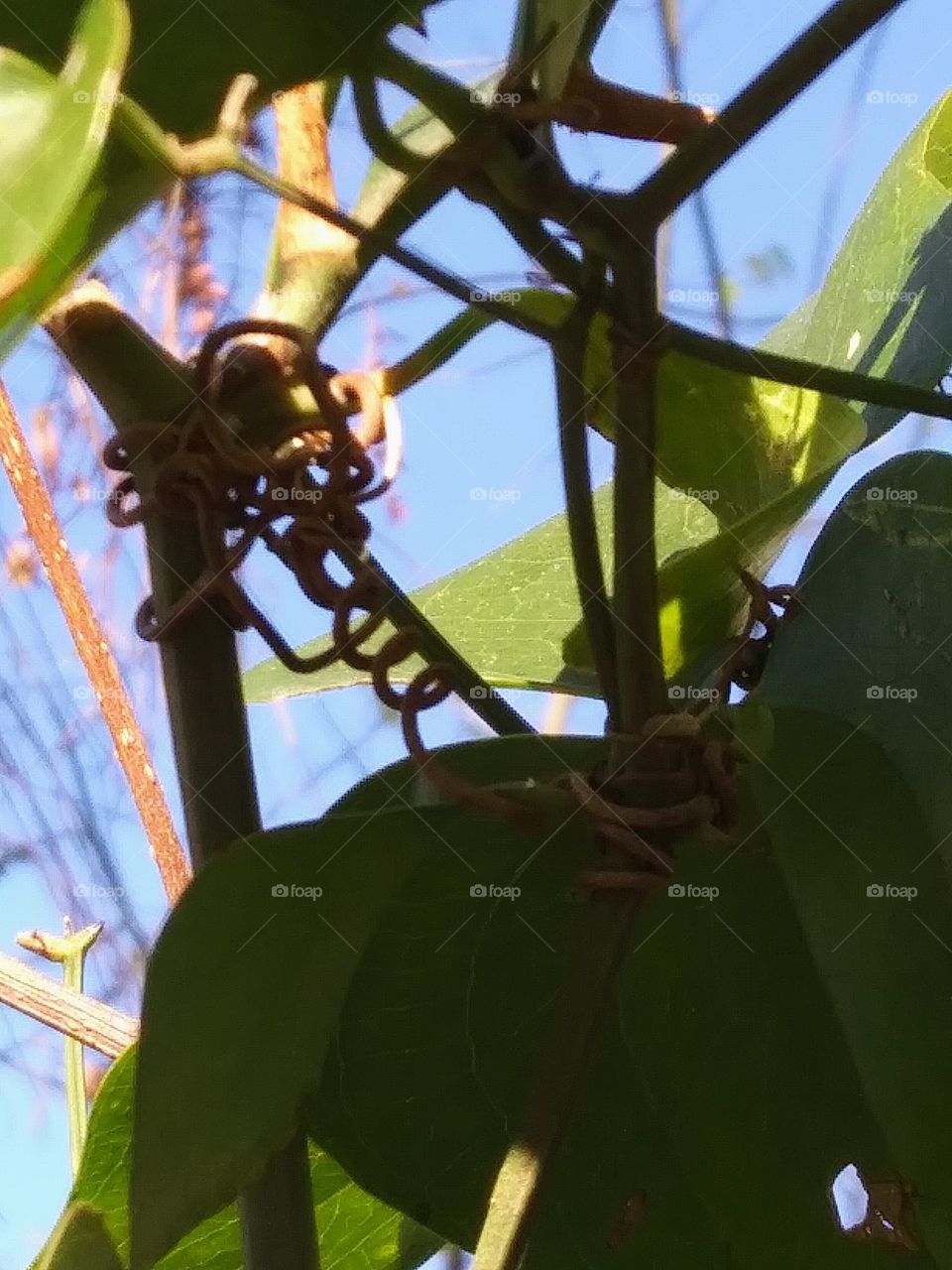 blue sky through a vine