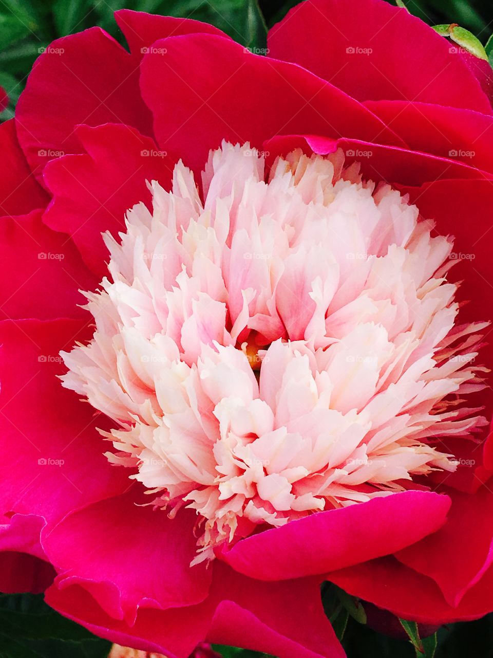 High angle view of red flower