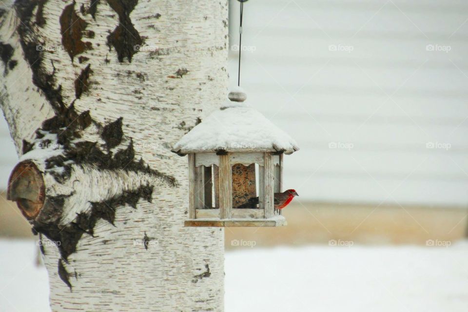 bird feeder1