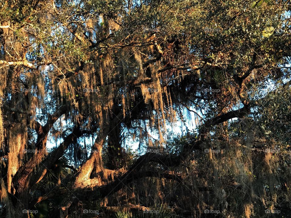 Spanish moss in the forest