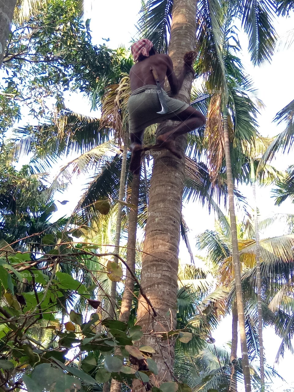 Coconut tree climber