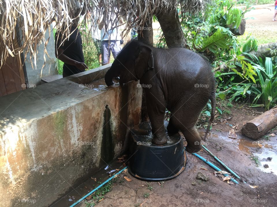 Baby elephant sneaking a drink out of a sink at the Patera elephant sanctuary in northern Thailand. 