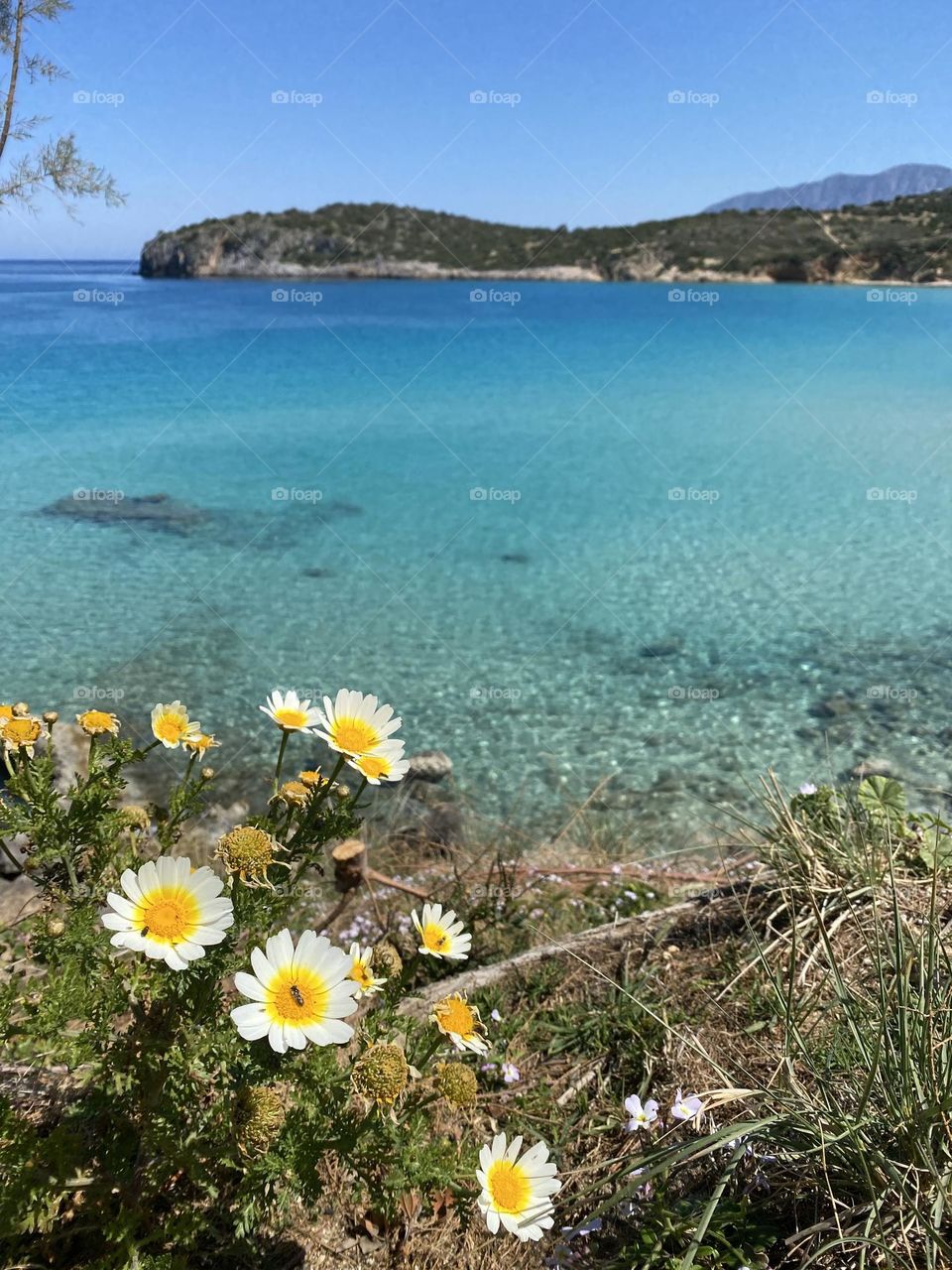 Spring flowers above the sea