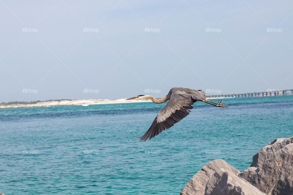 Crane flying over the ocean