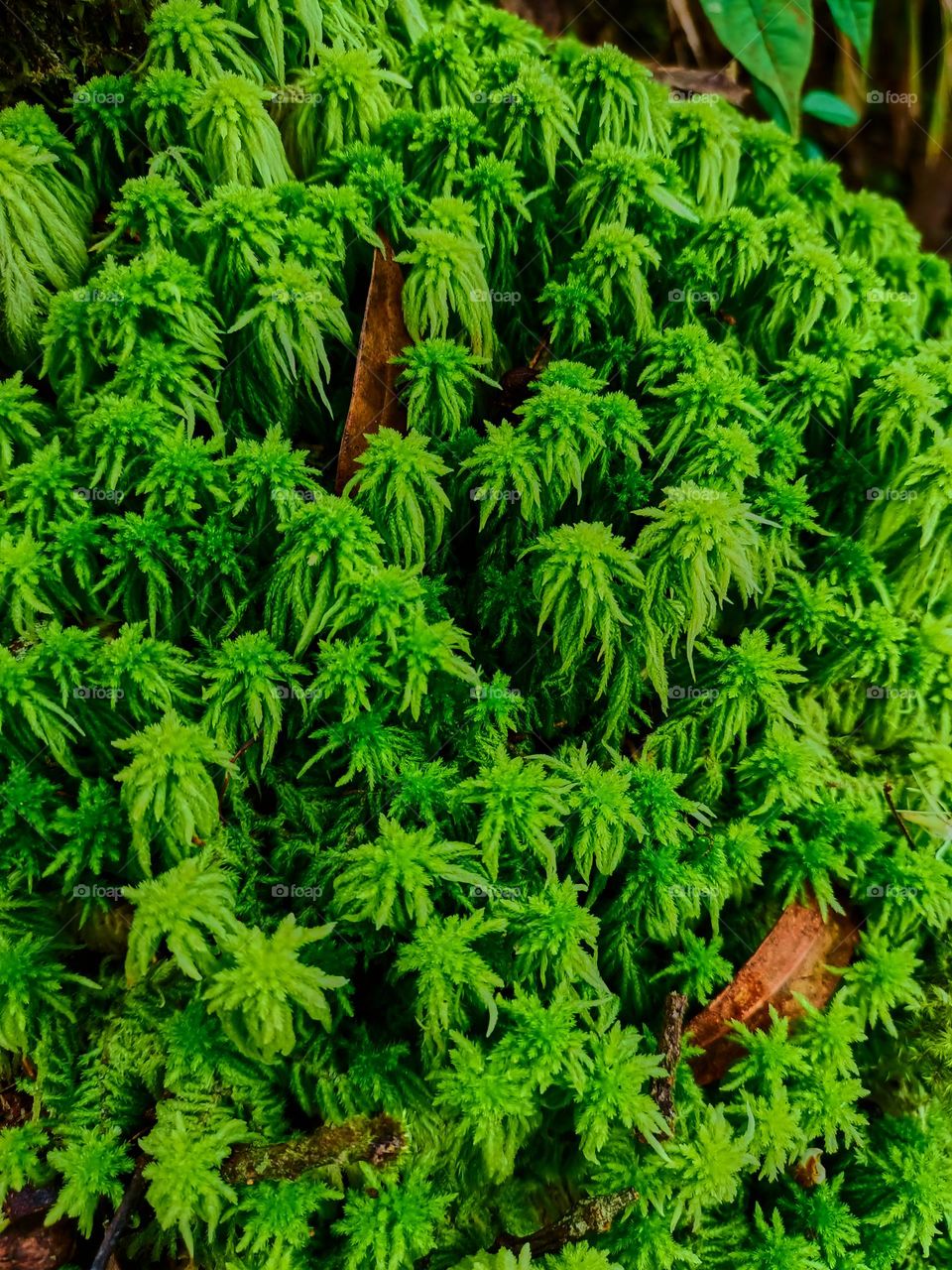 Close up of the peat moss (Sphagnum palustre), green moss Sphagnum