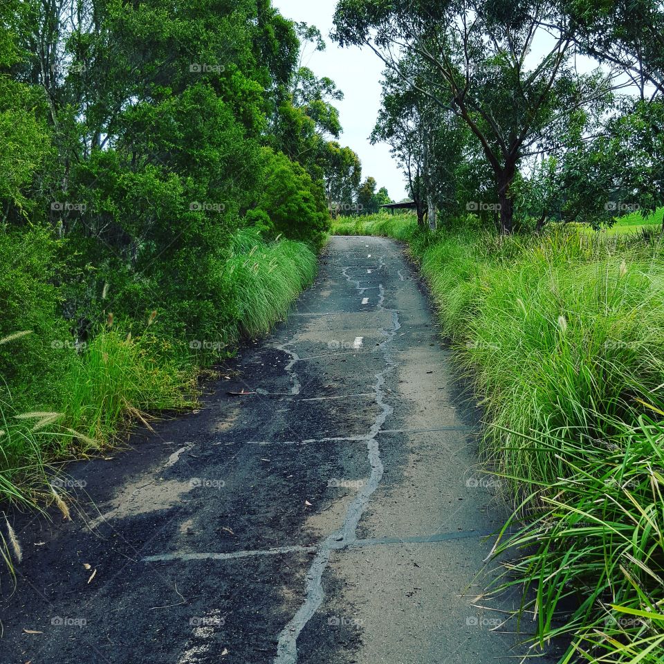Road, Guidance, Nature, Landscape, Wood