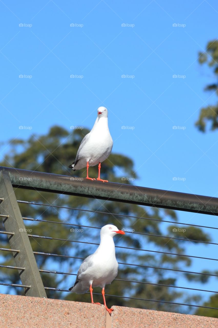 Seagulls