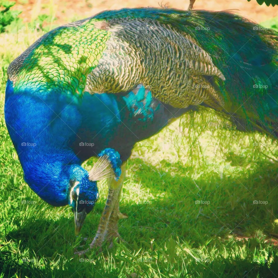 Peacock bow