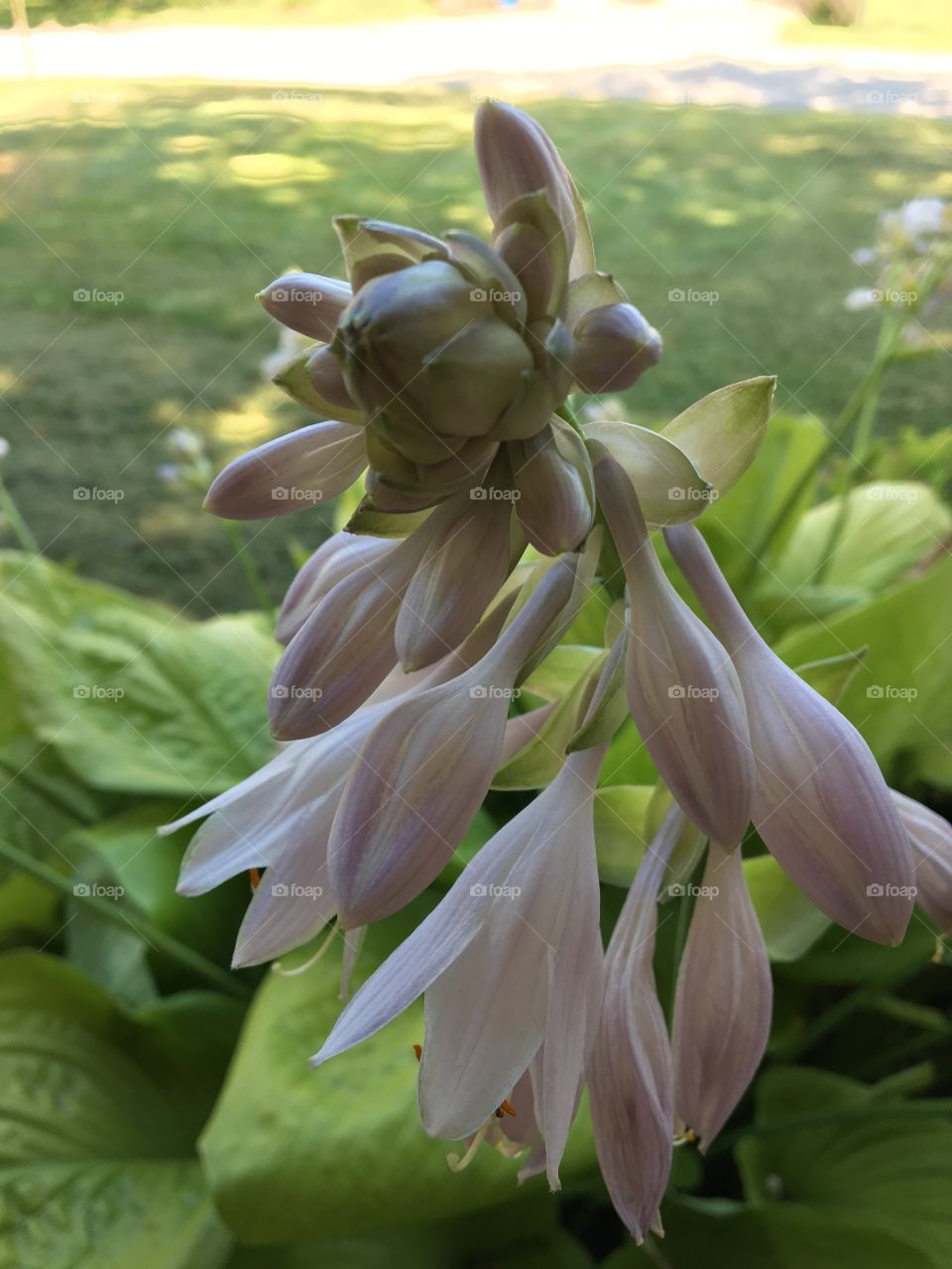 Hosta Flowers 