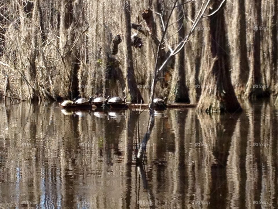 Turtles and their reflections
