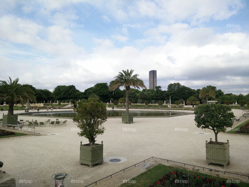 Palm Trees in Paris