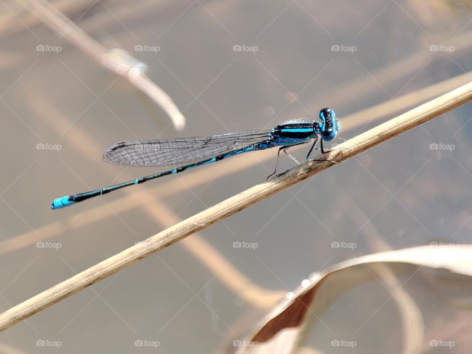 Blue Dragonfly on the river