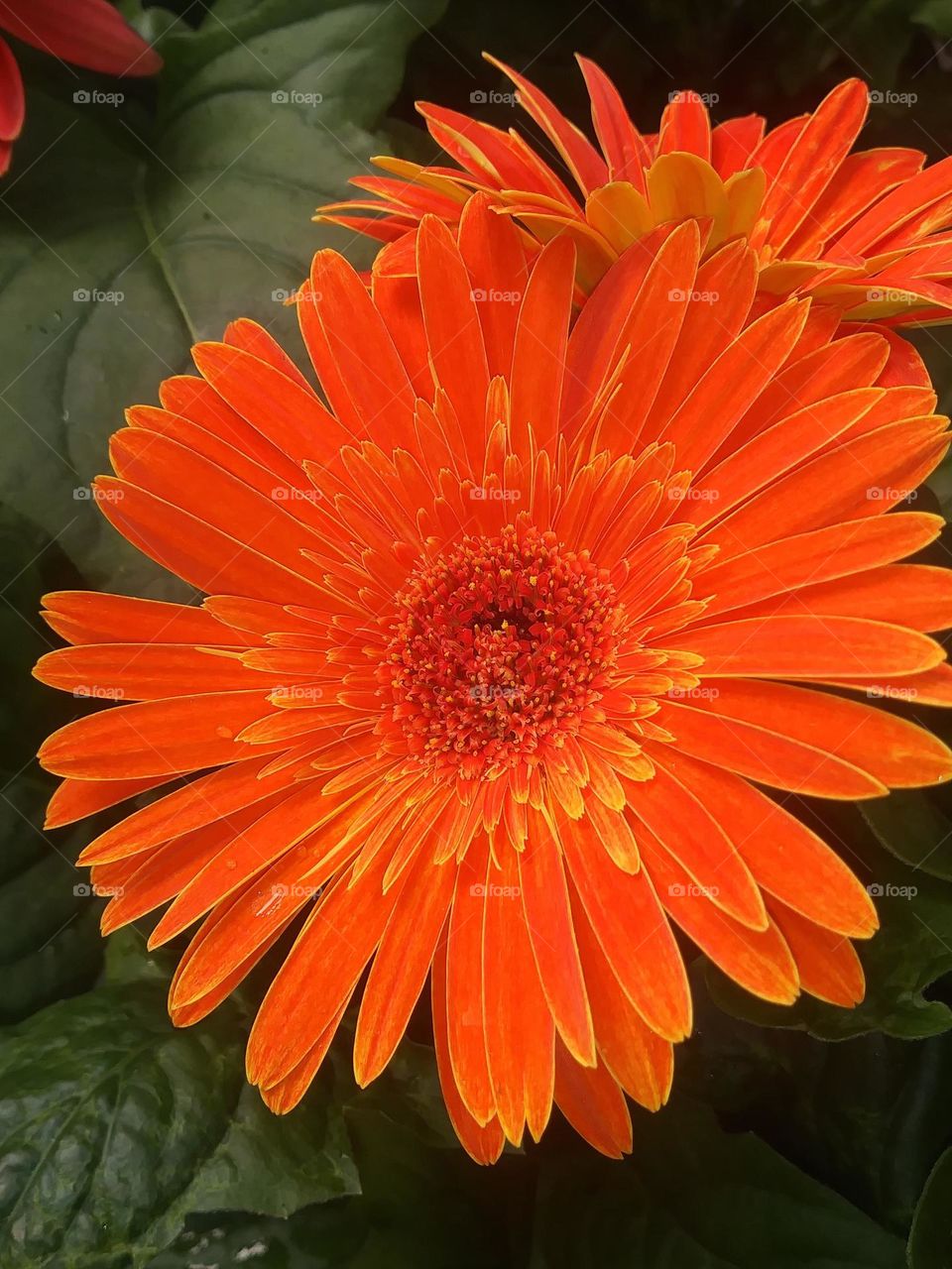 Orange cosmos