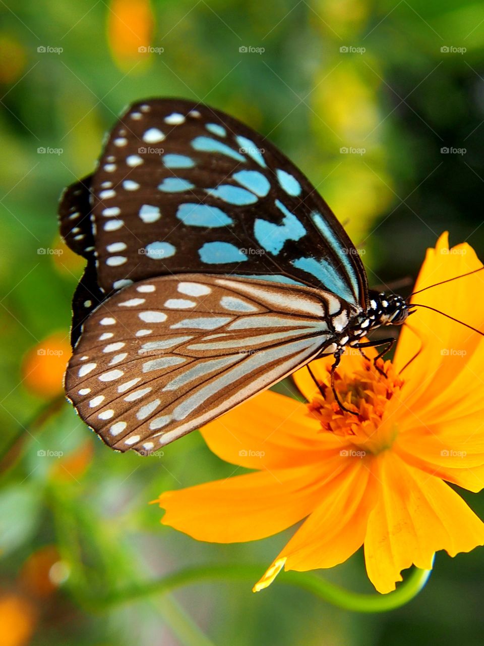 Butterfly rest on the cosmos flower