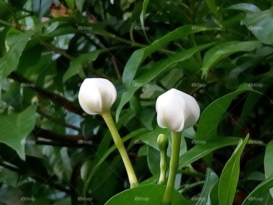 flower 2018-01-17 027 
#আমার_চোখে #আমার_গ্রাম #nature #flower 
#eukaryota #plantae #angiosperms #eudicots