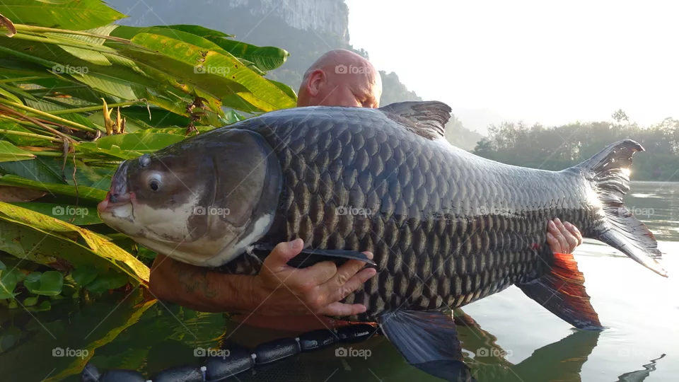 Carp