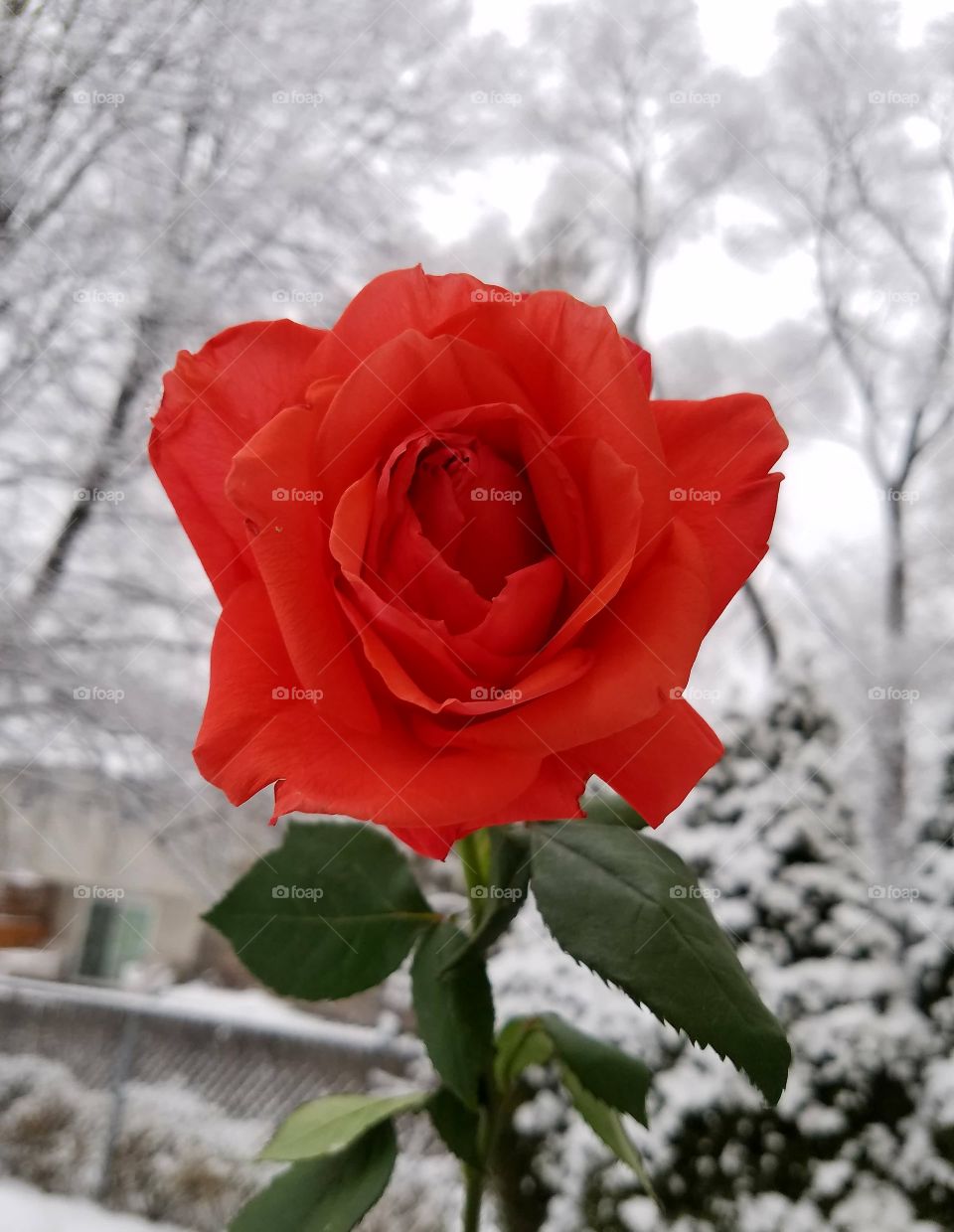 rose in the winter