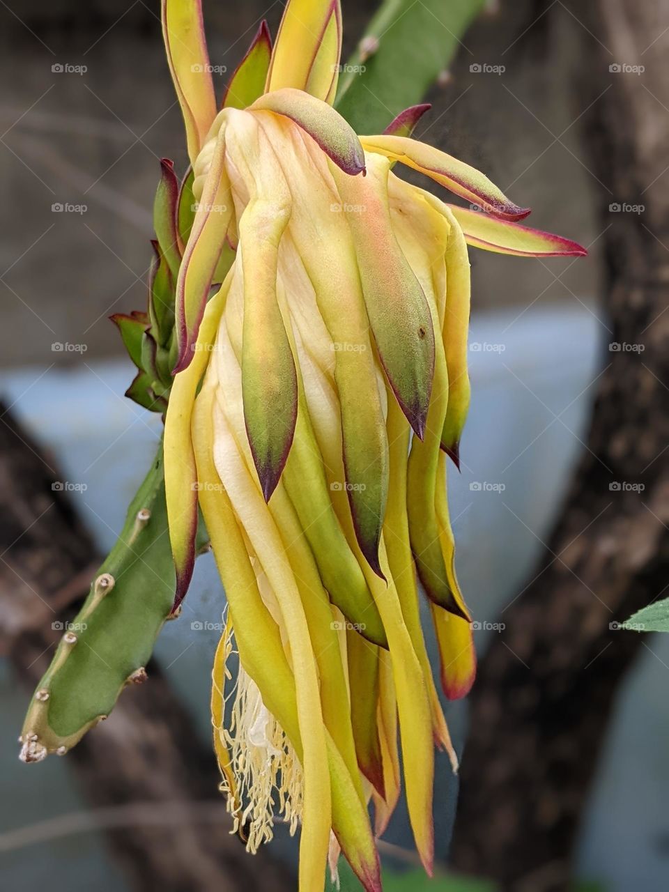 dragon fruit flower