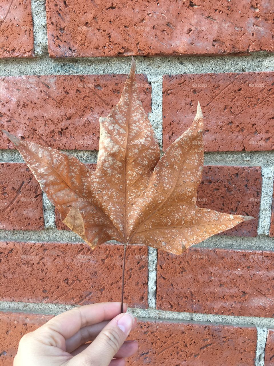 Leaf on brick