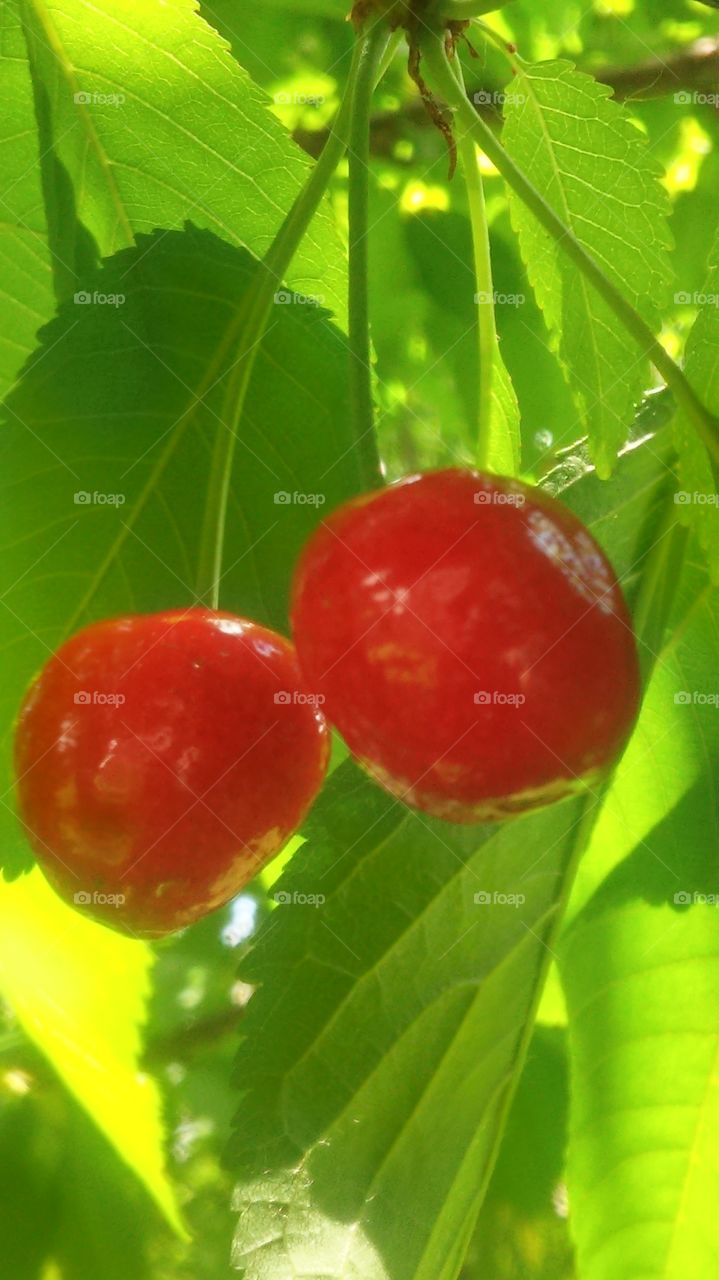 Leaf, Fruit, Nature, Food, No Person