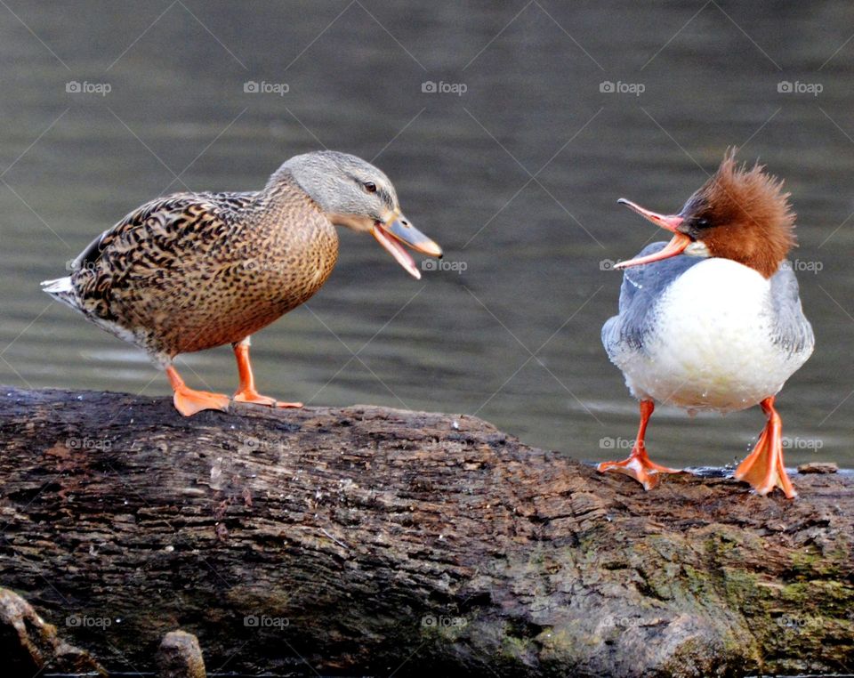 Wildlife encounter on a floating log in the middle of a rushing river