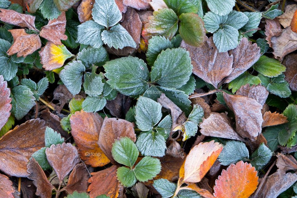 frozen leaves